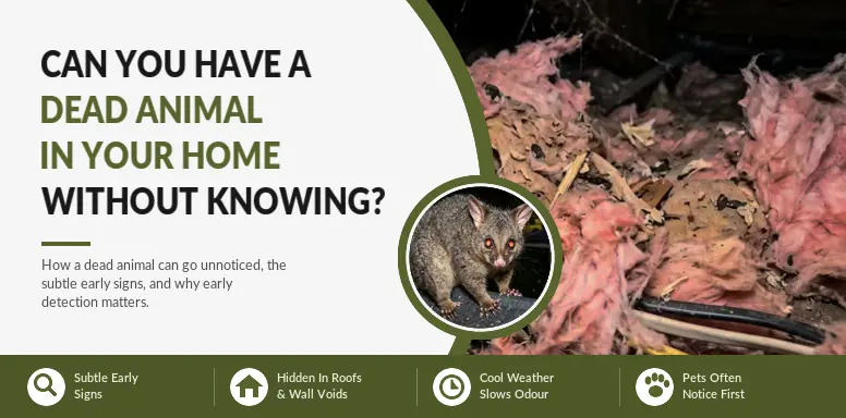 Can You Have a Dead Animal in Your Home Without Knowing It?