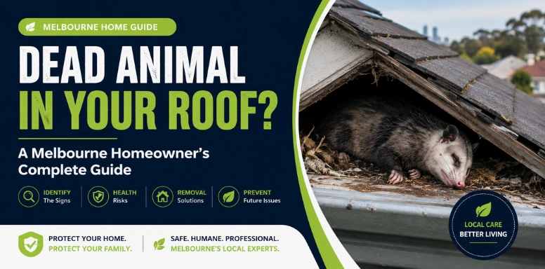 Dead Animal in Your Roof? A Melbourne Homeowner's Guide
