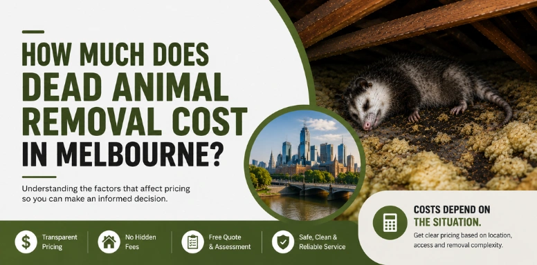 How Much Does Dead Animal Removal Cost in Melbourne?